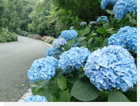 紫陽花