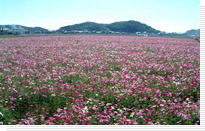 秋桜